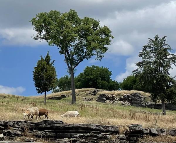 Fort Negley Goats